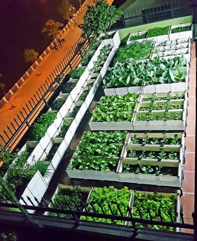 Thiết kế vườn rau sân thượng tại Hà nội
