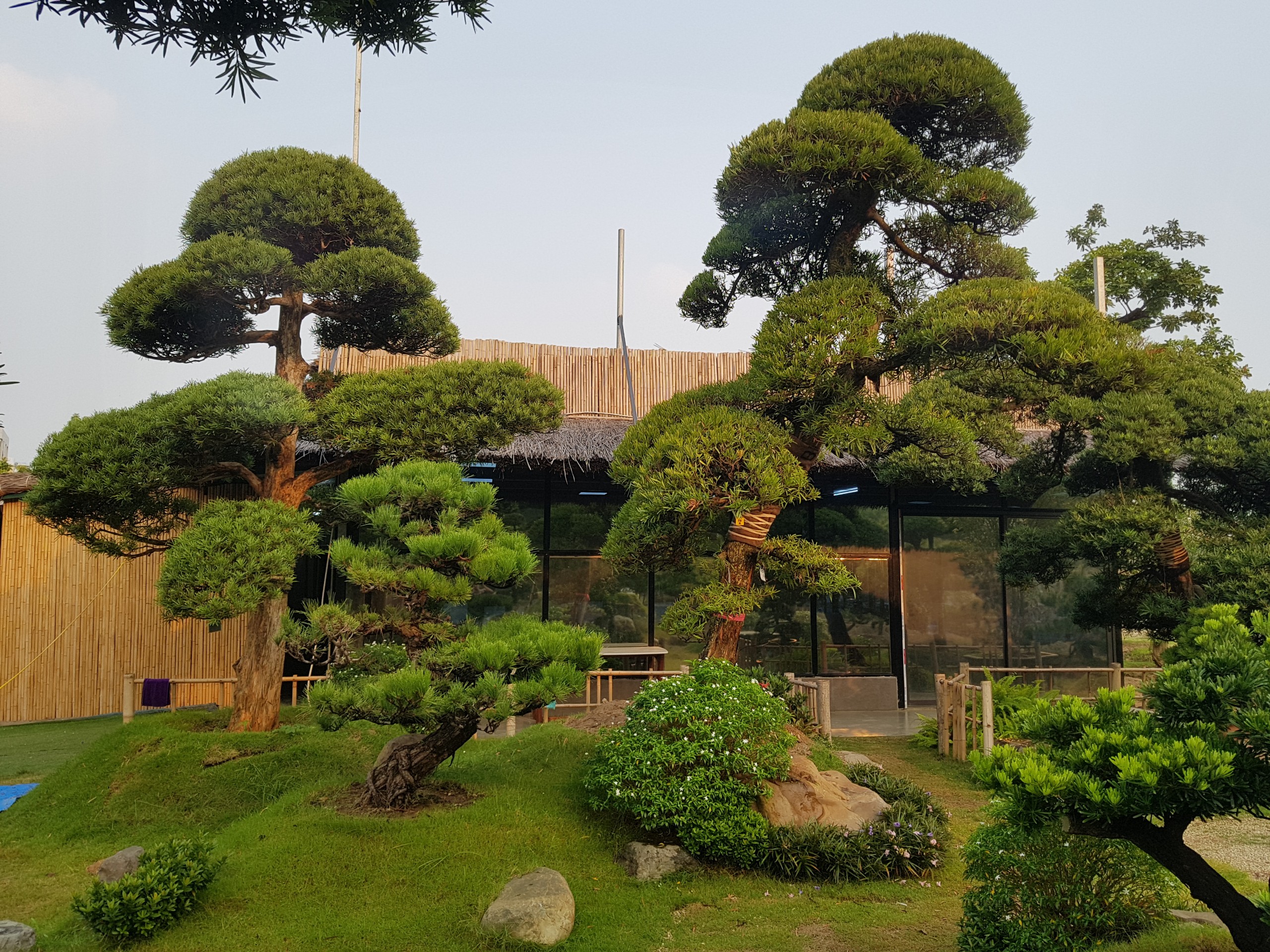 Tùng la hán Nhật Bạn tạo cho không gian vườn Nhật thêm uyển chuyển và tâm linh hơn 