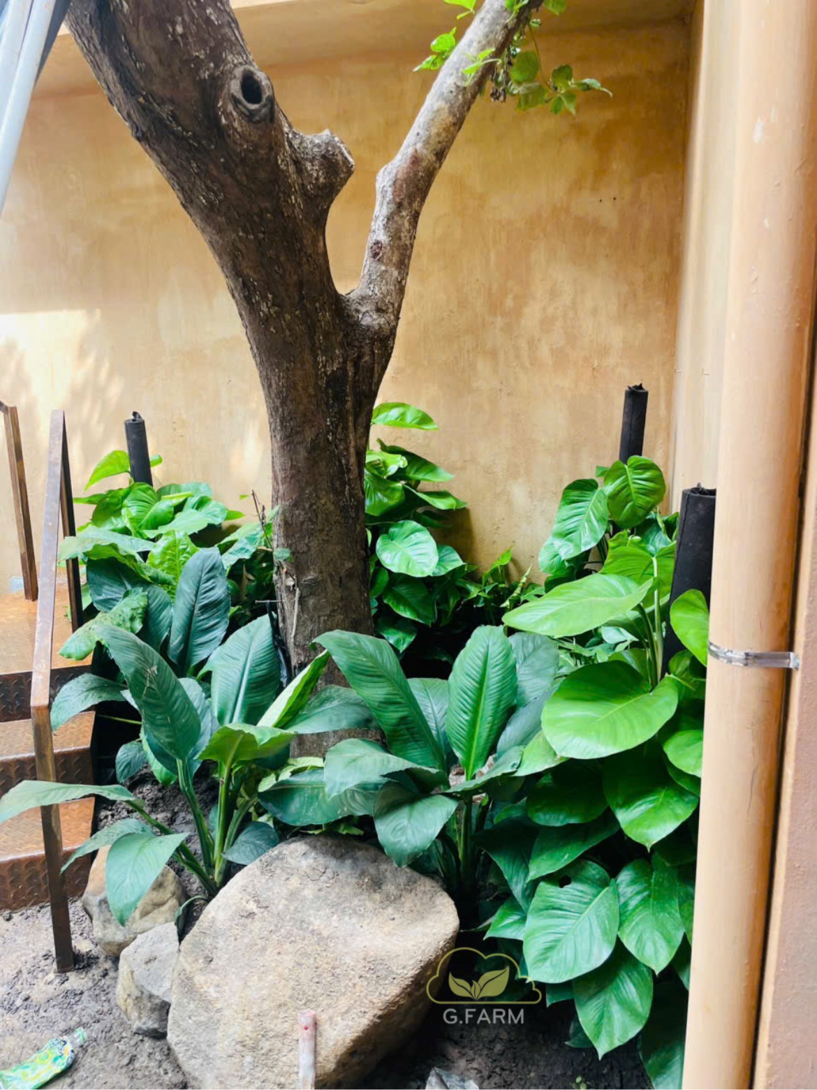 Sân vườn nhà phố