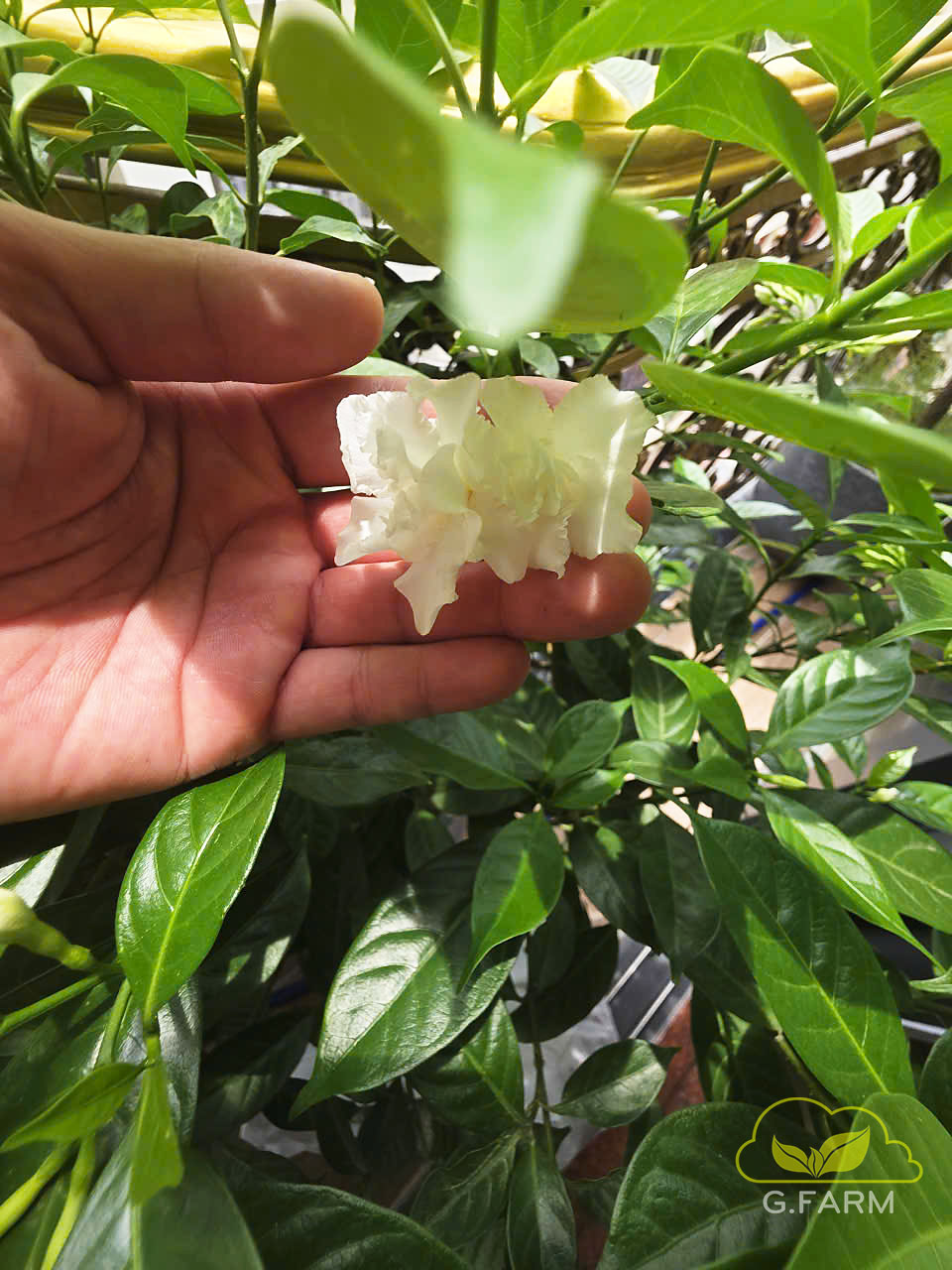 Thiết kế ban công đẹp