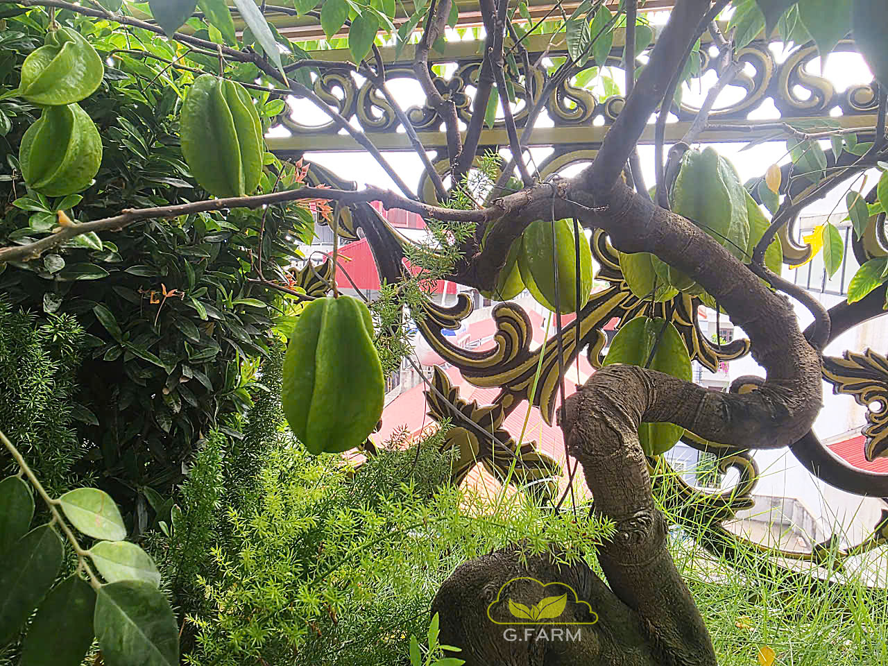 Thiết kế ban công đẹp