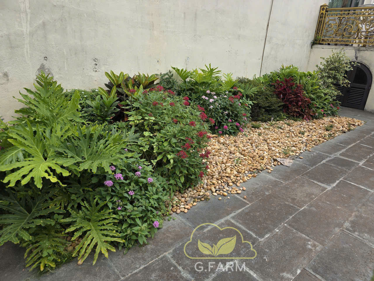 Sân vườn đẹp nhà Việt tại Thái Bình