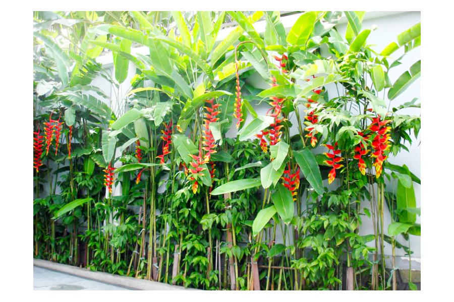 Thiết kế và Thi công dự án sân vườn Biệt thự 90m2 - Vườn tropical