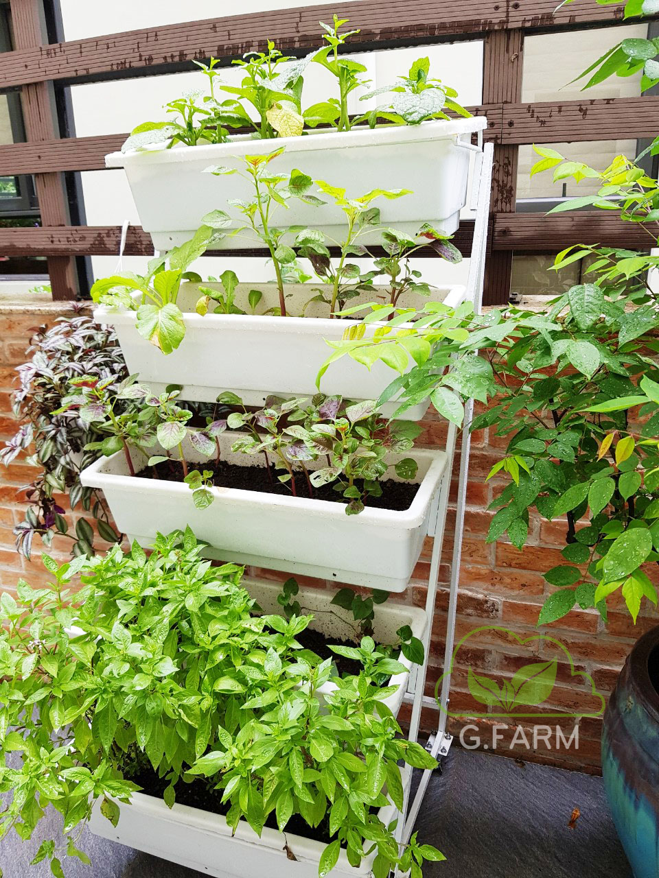 Thiết kế vườn rau trên sân thượng tại Hà nội