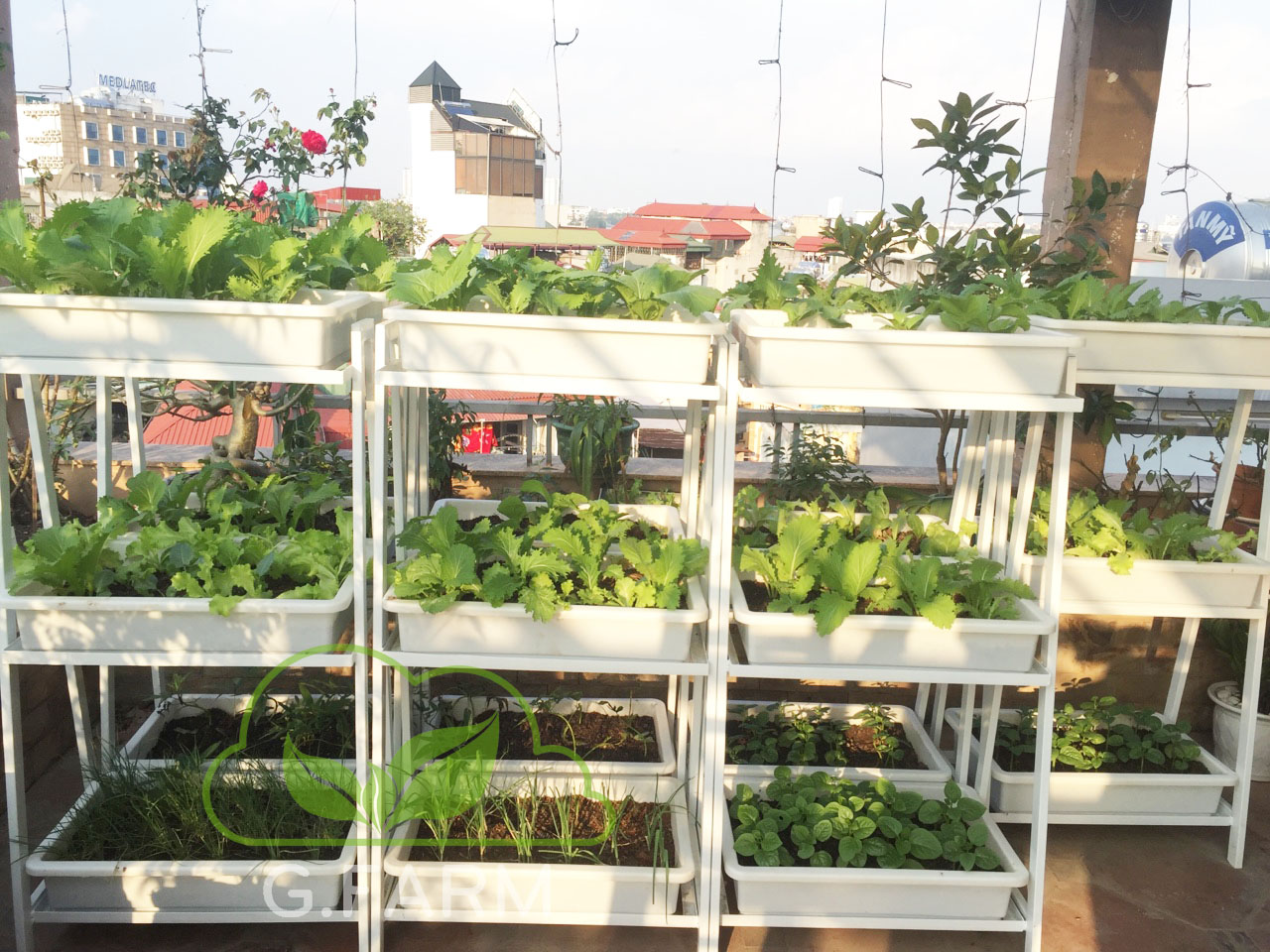 Thiết kế vườn rau trên sân thượng tại Hà nội