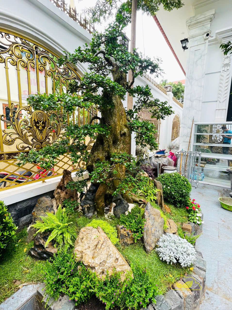Thiết kế tiểu cảnh sân vườn đẹp hà đông hà nội