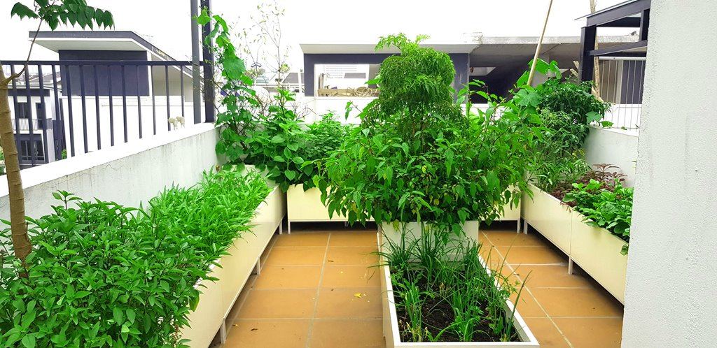 Thiết kế vườn rau sân thượng tại Hà nội