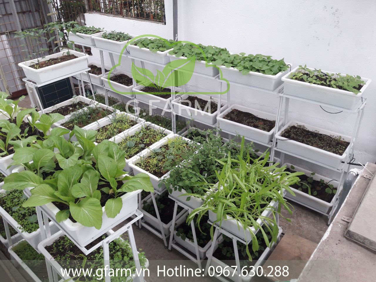 Thiết kế vườn rau sân thượng tại Hà nội
