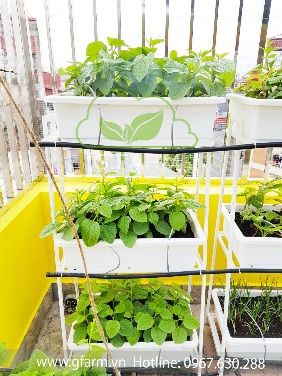 Thiết kế vườn rau sân thượng tại Hà nội