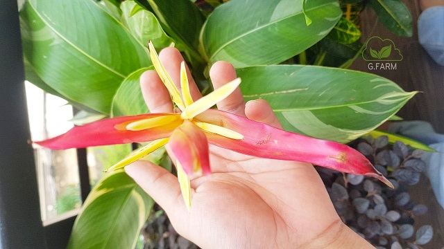 Thiết kế không gian xanh cho ban công tuyệt đẹp