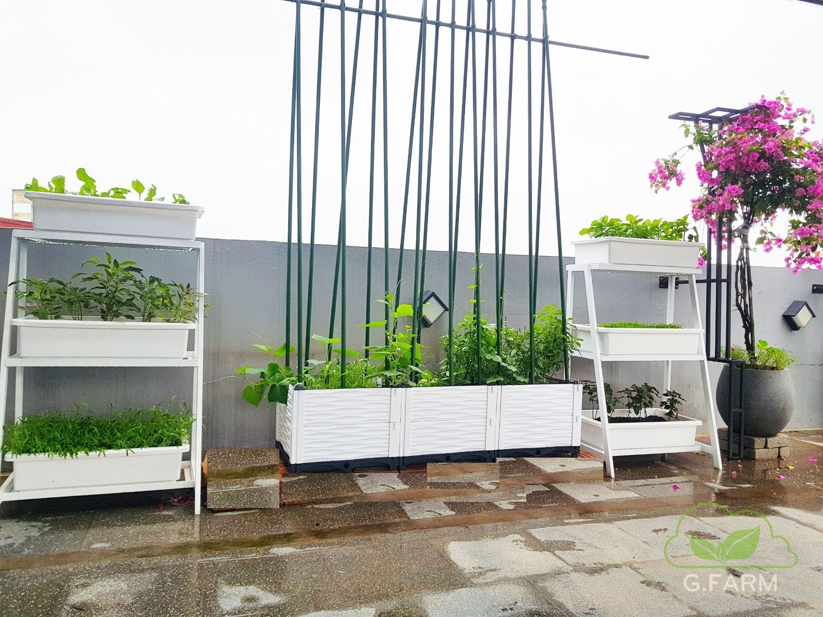 Vườn rau sạch sân thượng chị Diễm Trang
