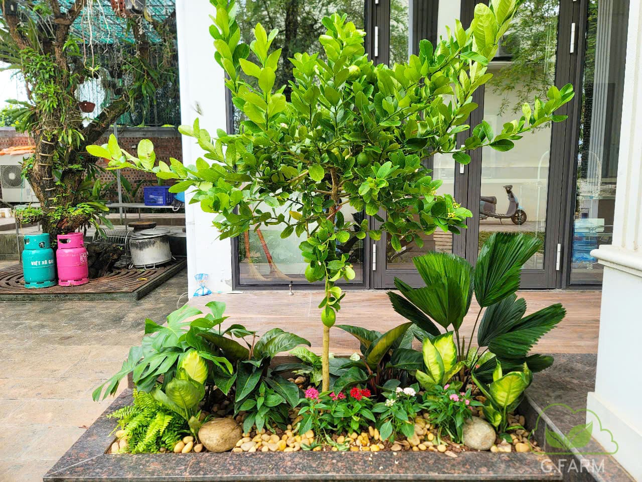 Sân vườn nhà phố