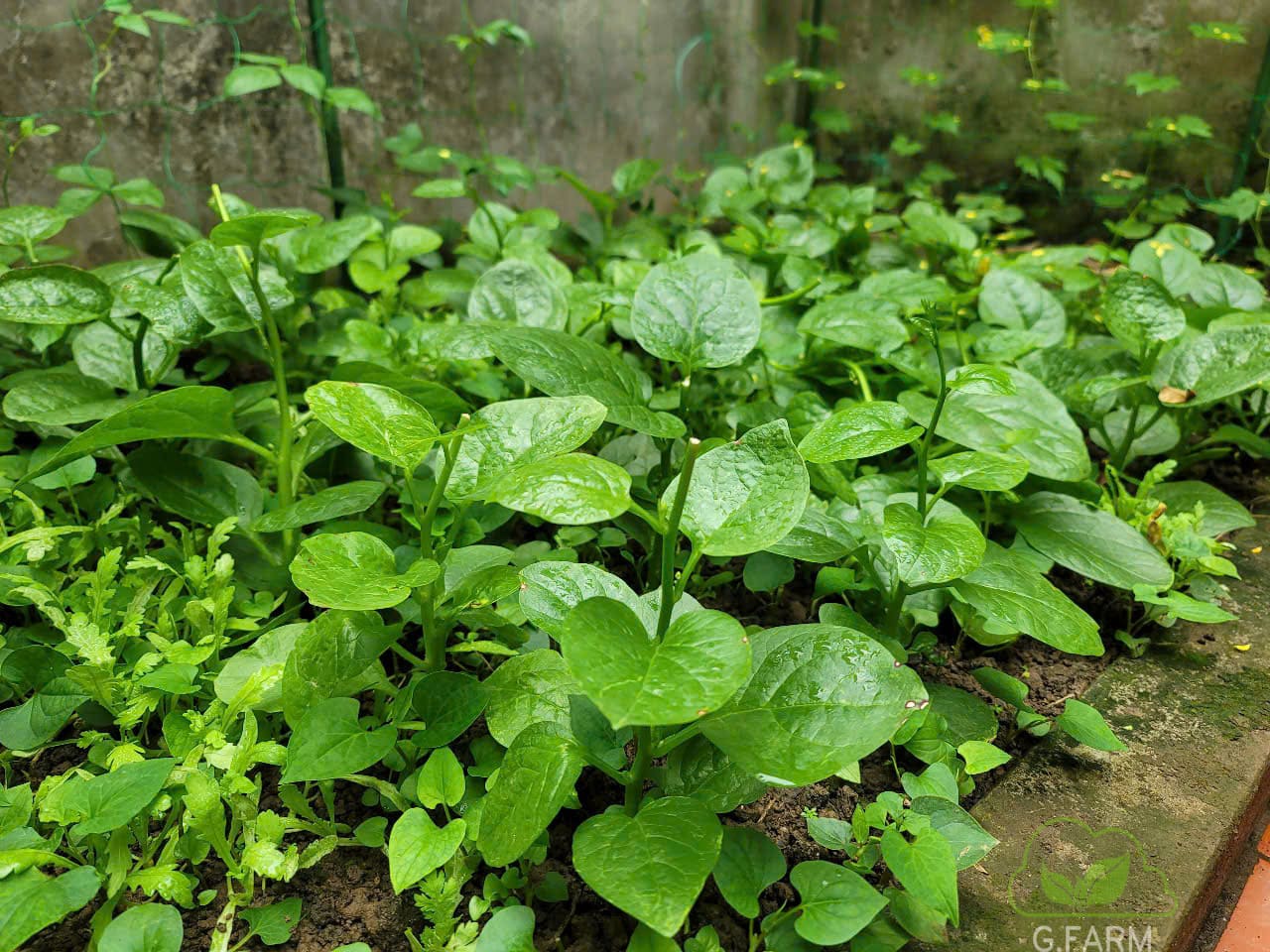 Cải tạo vườn rau