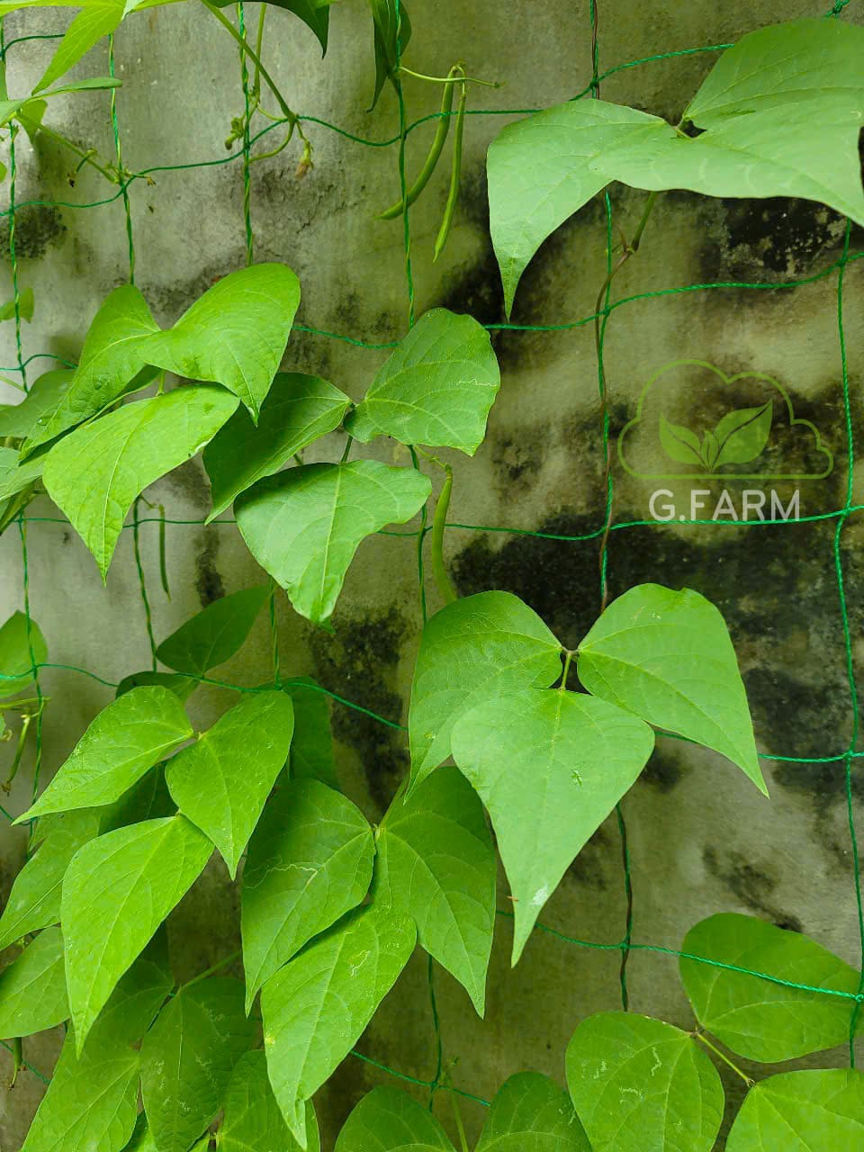 Tiểu cảnh giếng trời