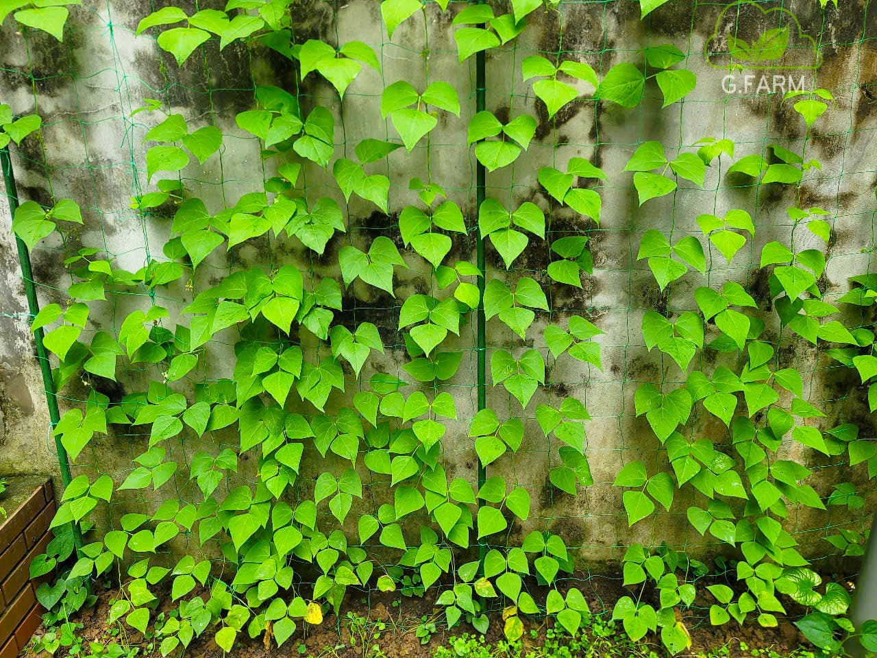 Cải tạo vườn rau