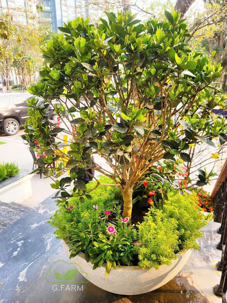 Sân vườn biệt thự
