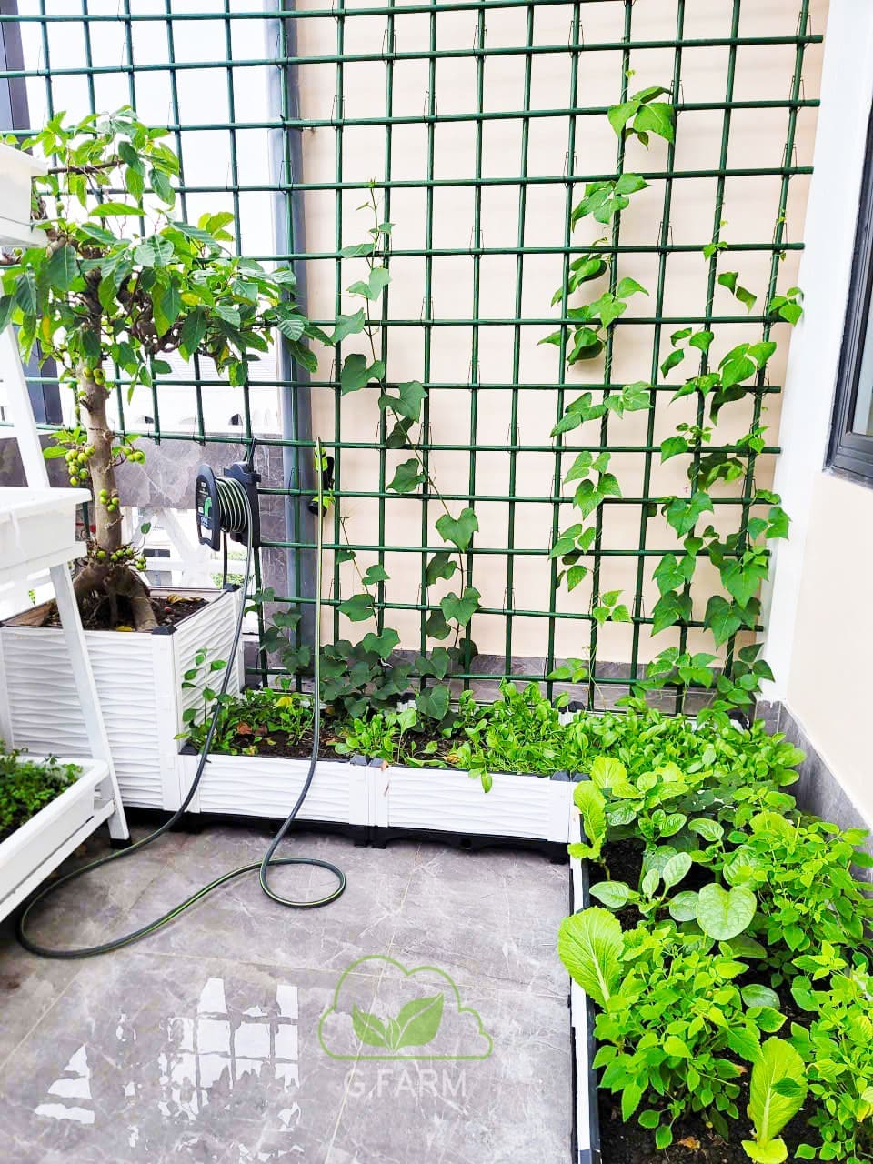 Thiết kế vườn rau