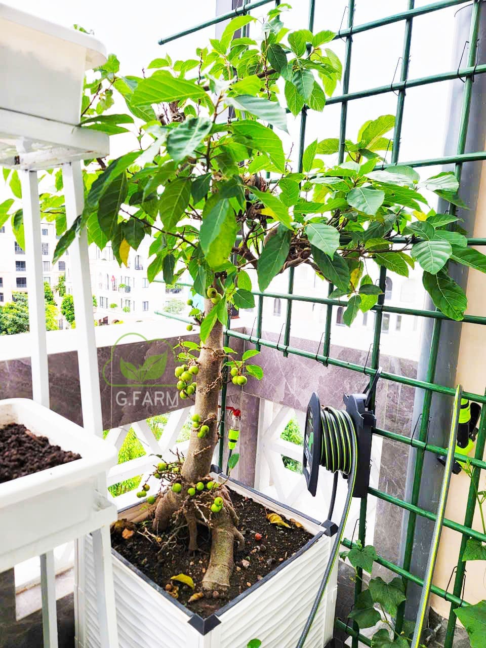 Thiết kế vườn rau