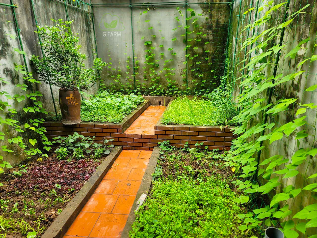 Cải tạo vườn rau tại Hà Nội