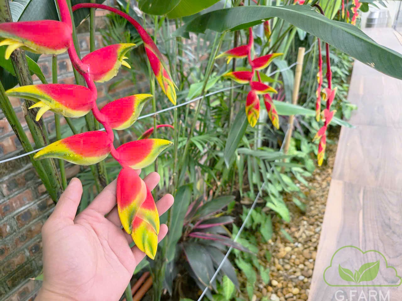 Sân vườn nhà phố