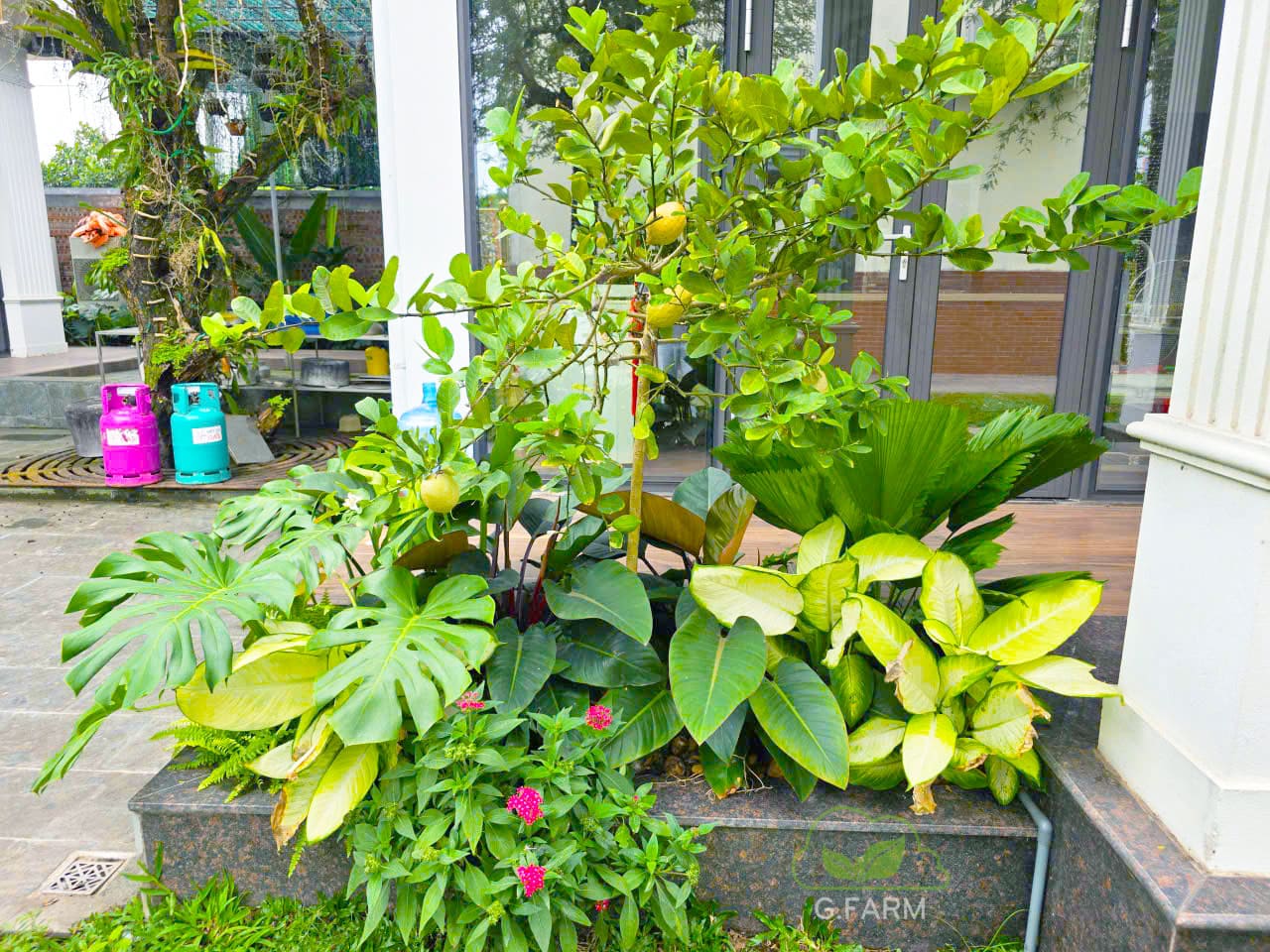 Sân vườn nhà phố