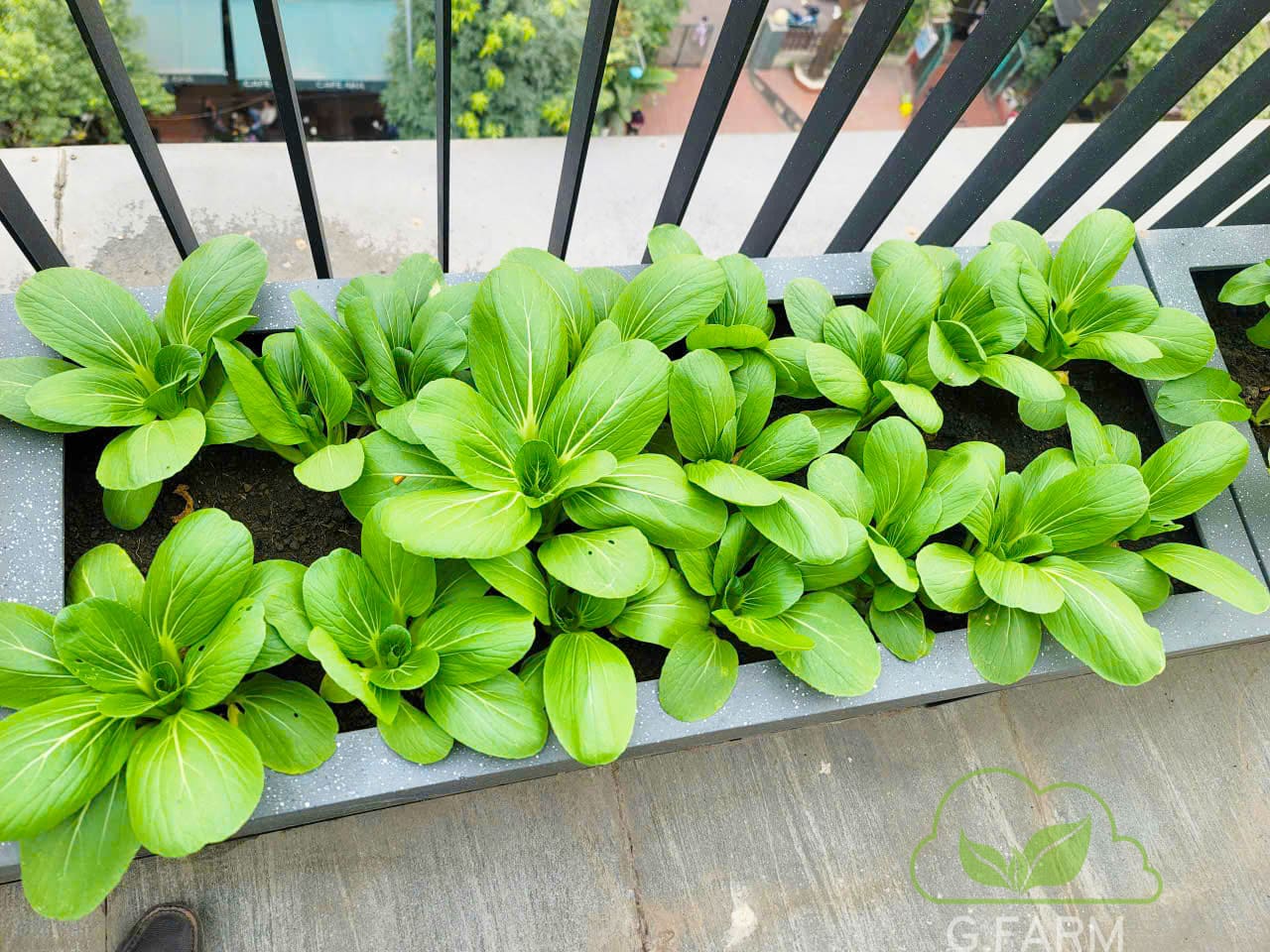 Thiết kế vườn rau