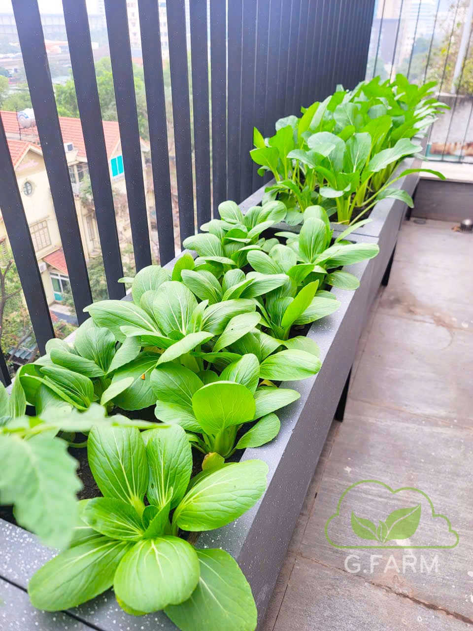 Thiết kế vườn rau