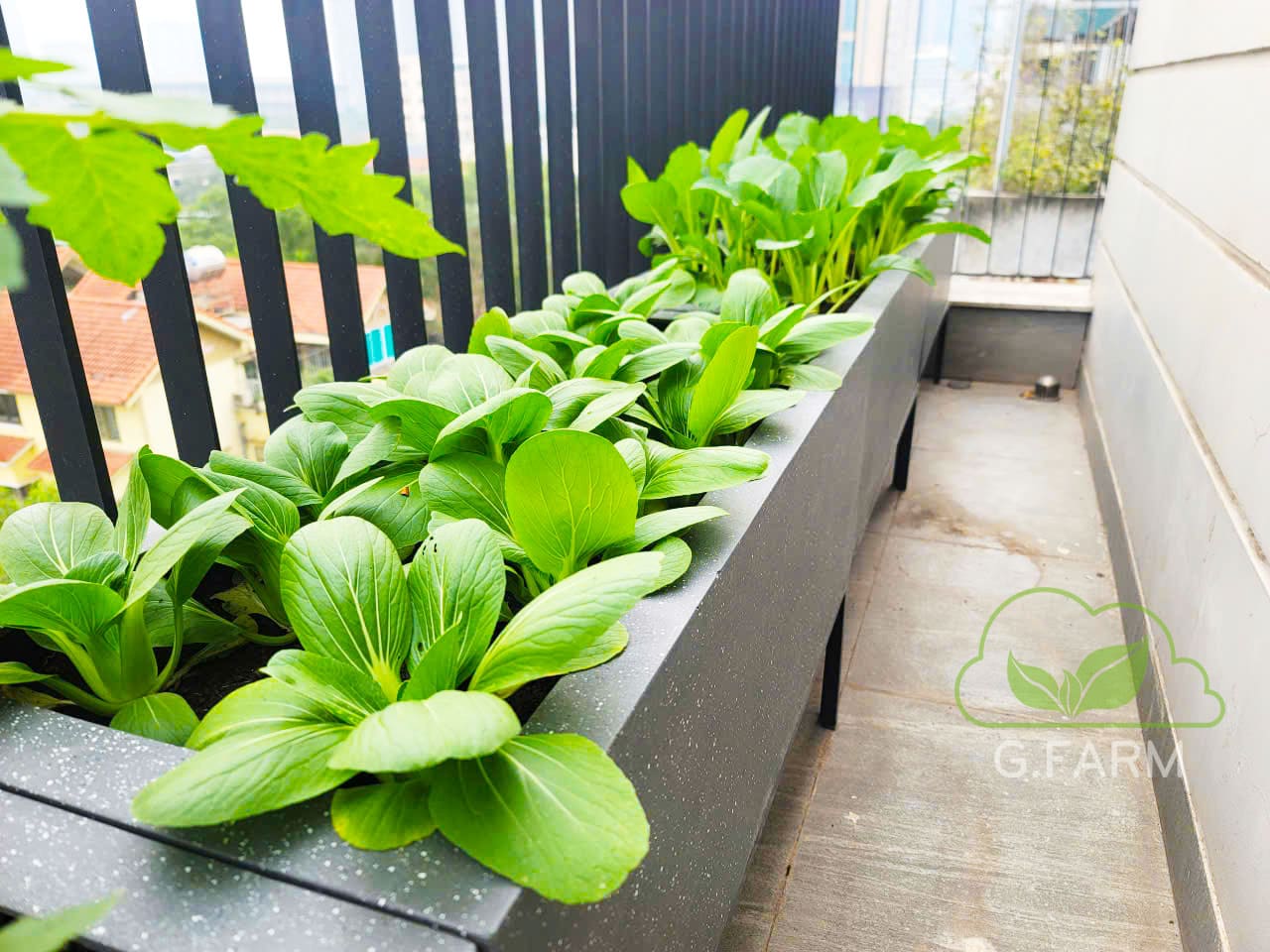 Thiết kế vườn rau