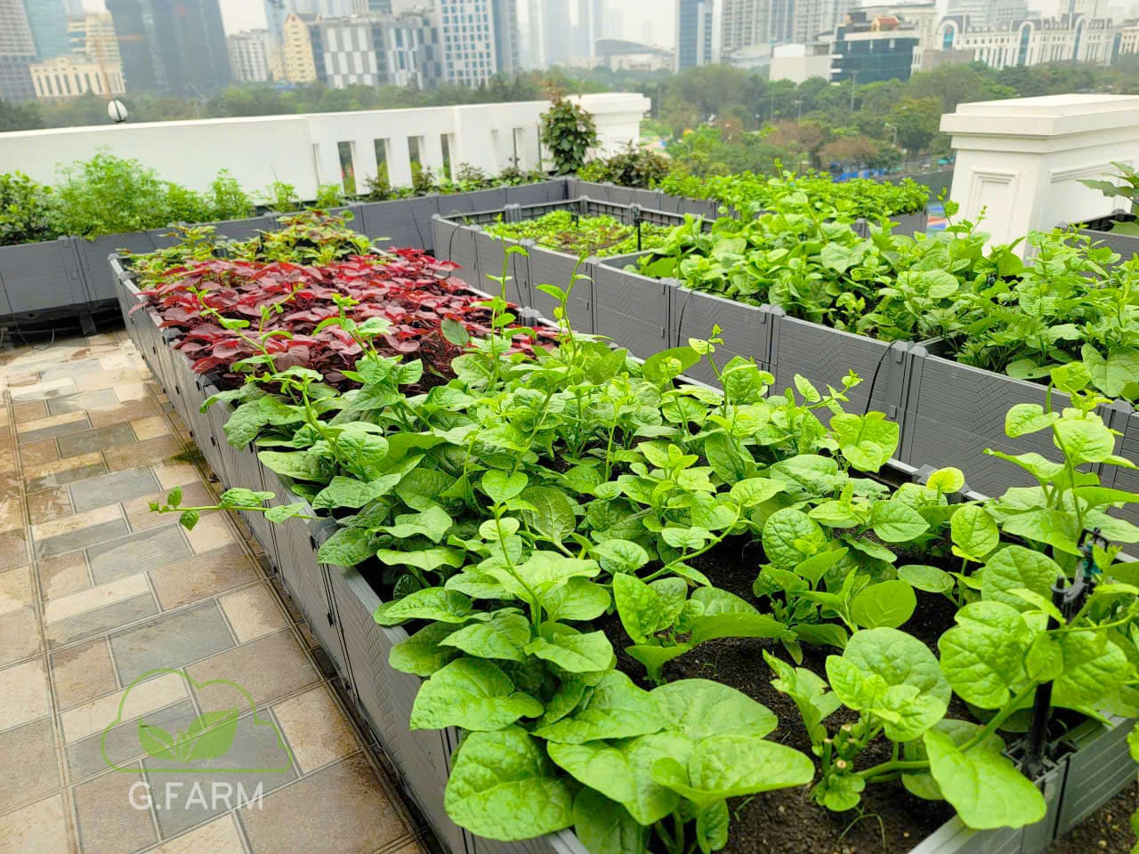 Thiết kế vườn rau