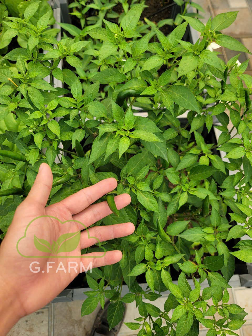 Thiết kế vườn rau