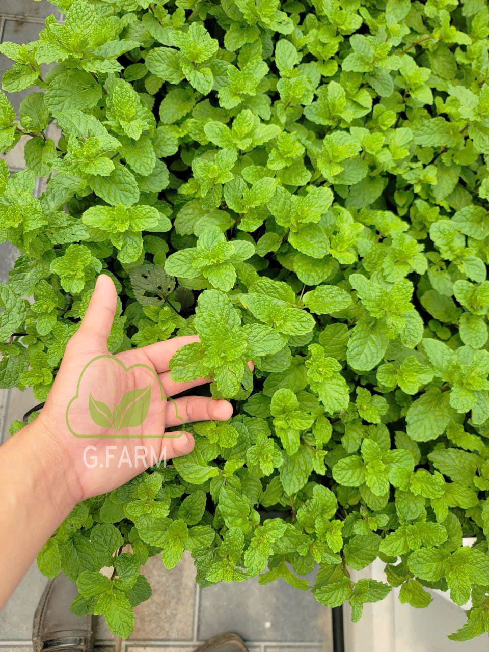 Thiết kế vườn rau