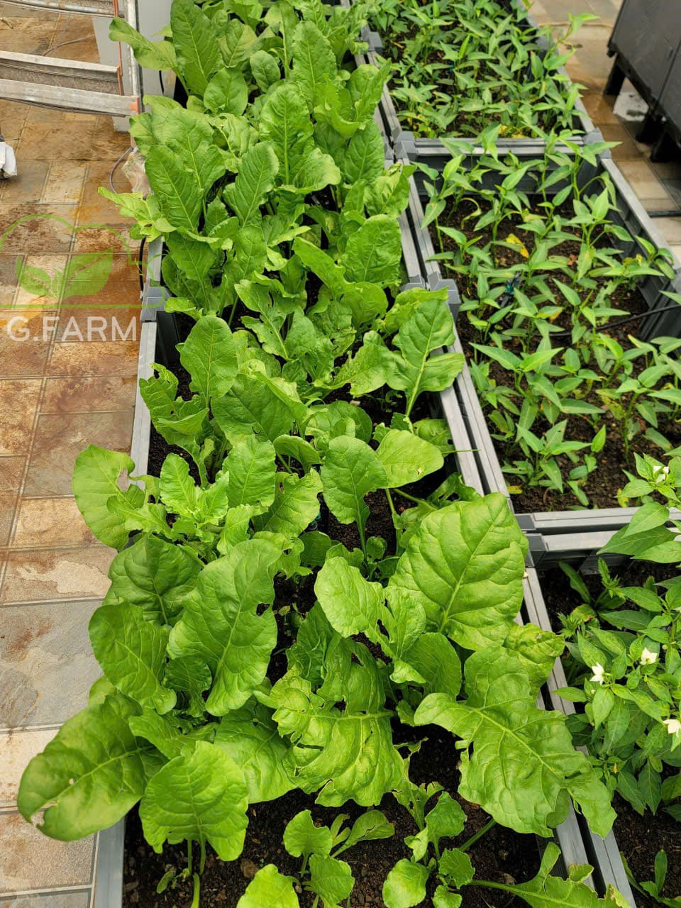 Thiết kế vườn rau