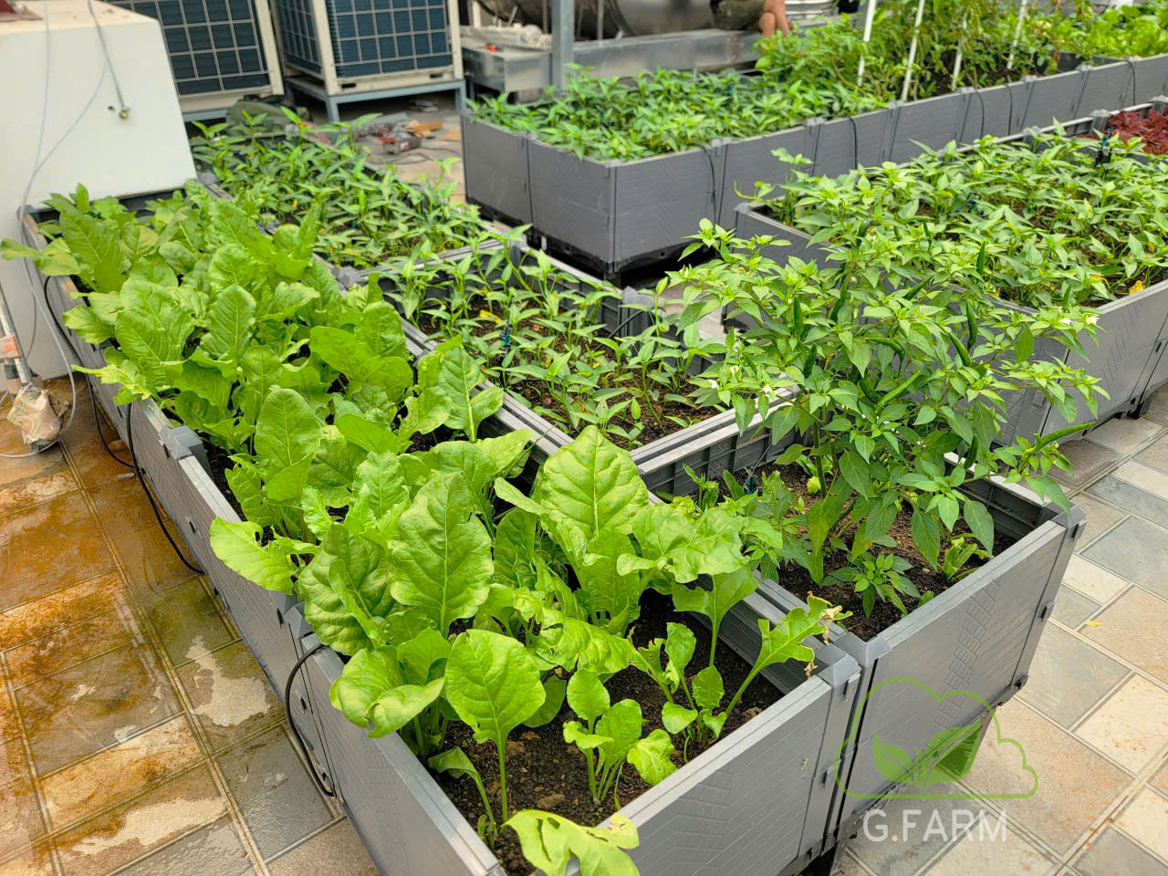 Thiết kế vườn rau