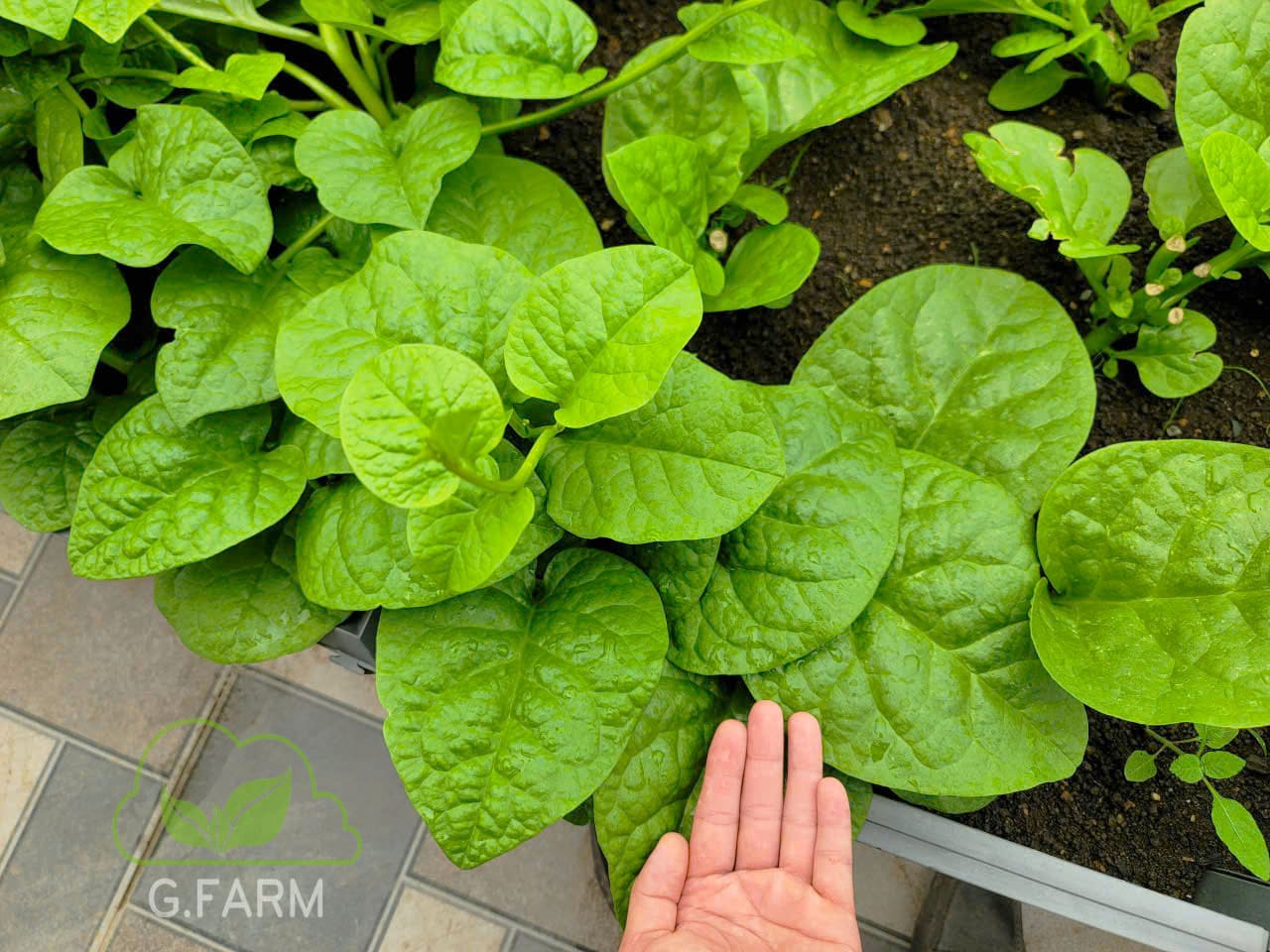 Thiết kế vườn rau