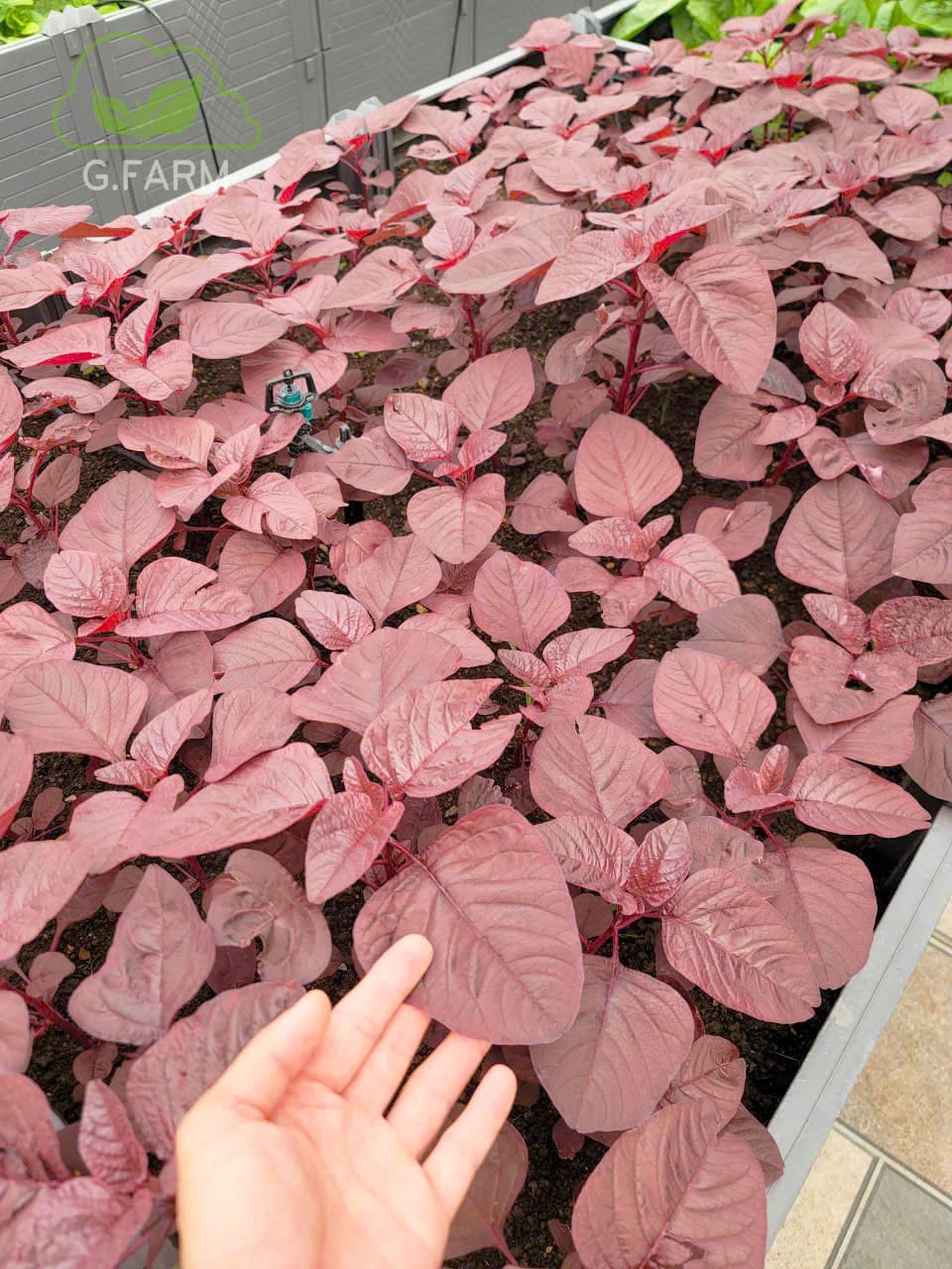 Thiết kế vườn rau