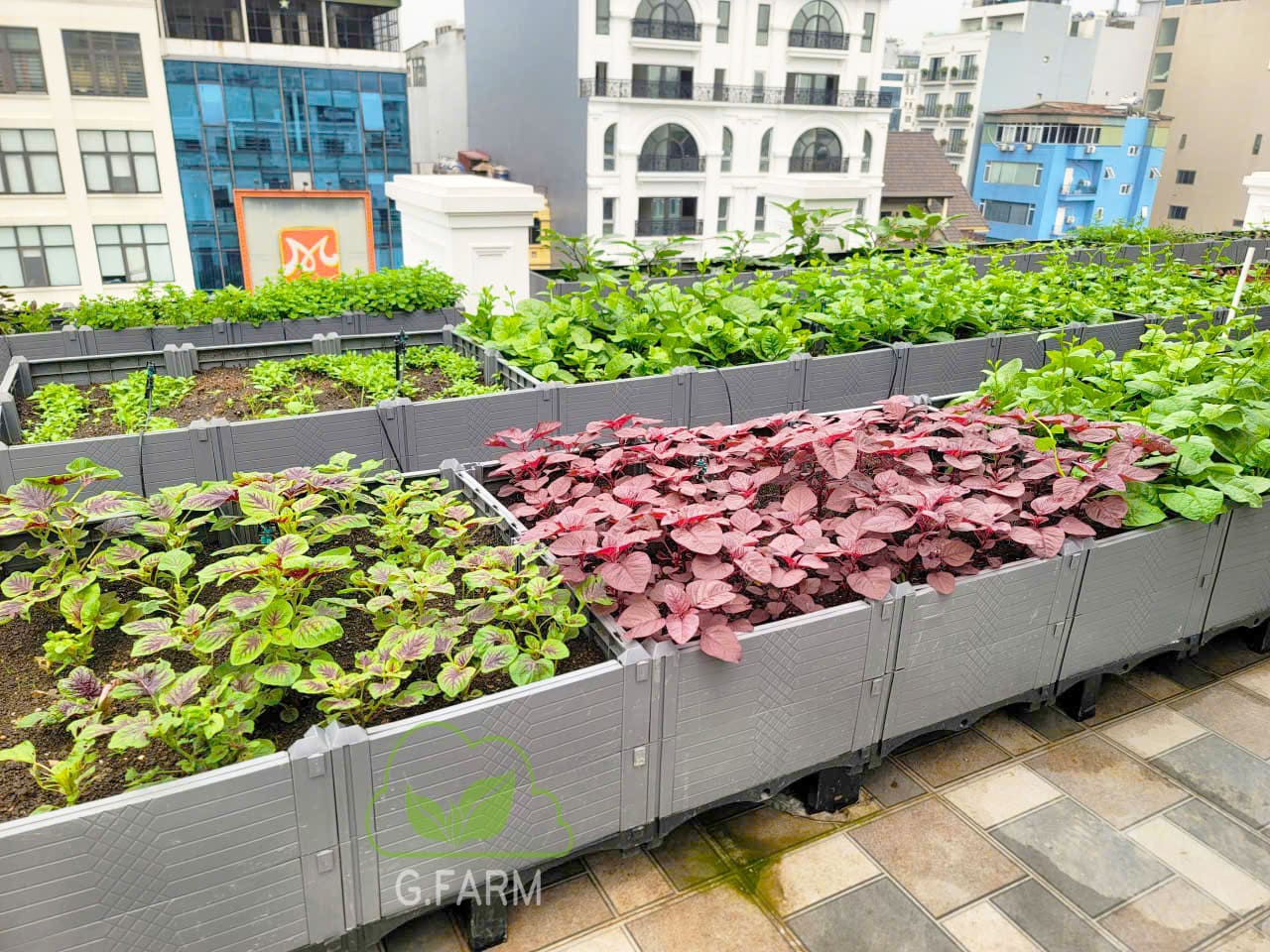 Thiết kế vườn rau