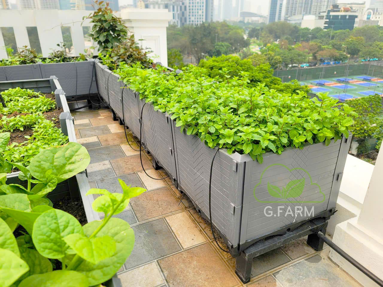 Thiết kế vườn rau