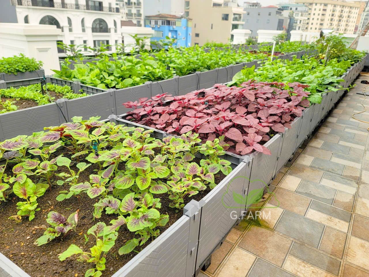 Thiết kế vườn rau