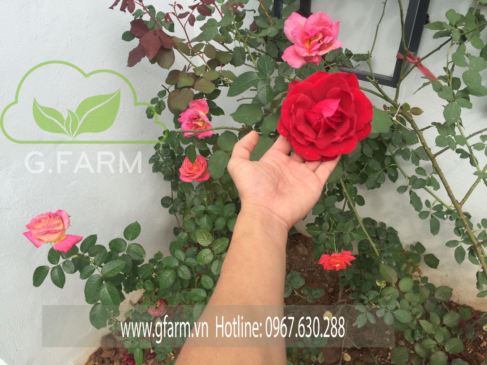 Hoa hồng gfarm