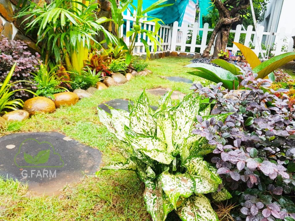 Thiết kê vườn Biệt thự Đồi Tùng Ecopark