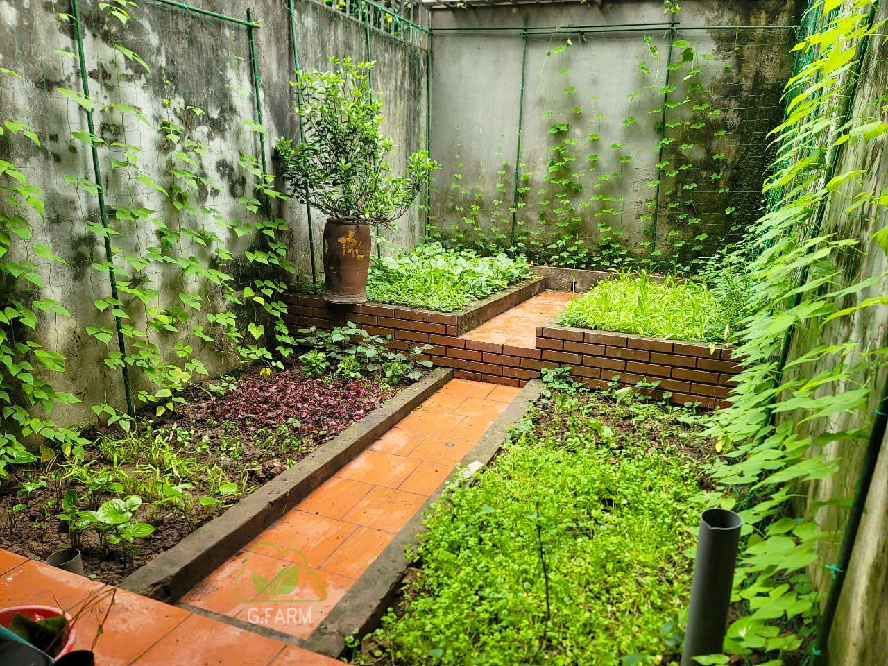 Cải tạo vườn rau