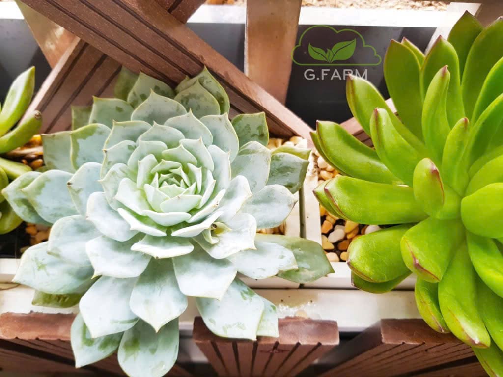 Ban công cây xanh nghệ thuật