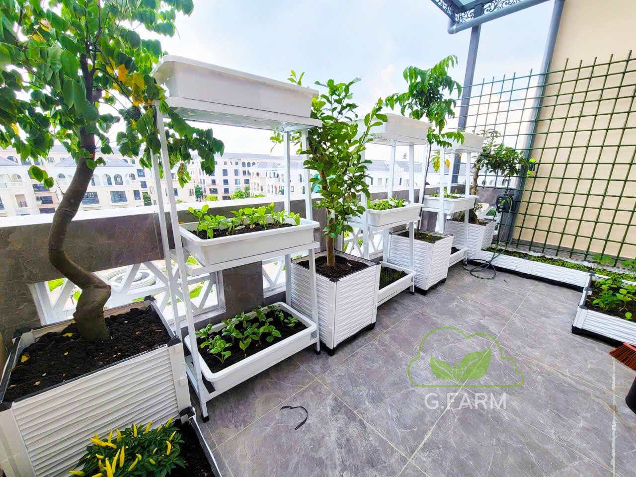 Vườn rau anh Dũng Vinhome Oceanpark 3