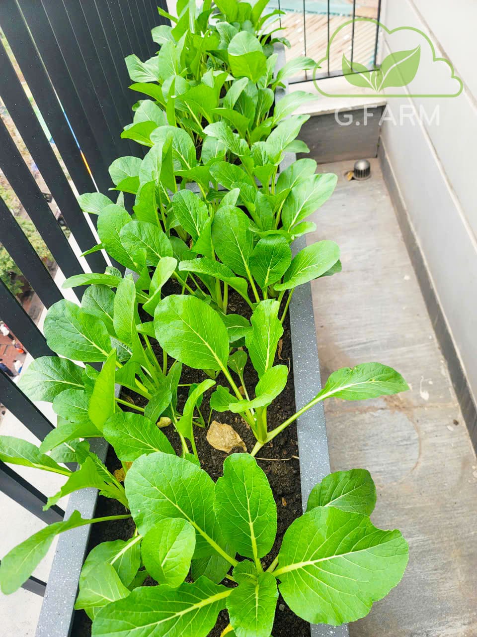 Thiết kế vườn rau