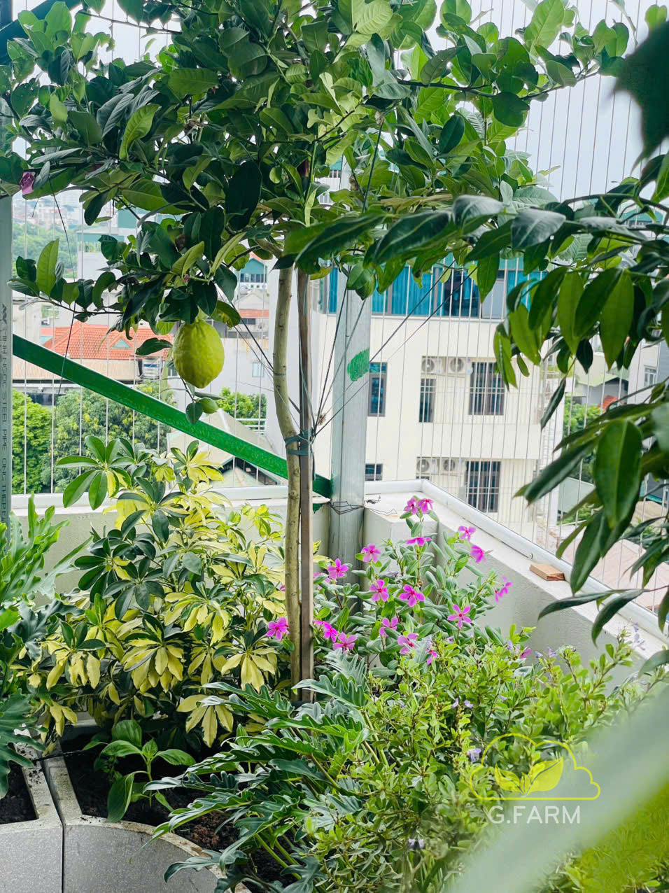Sân vườn nhà phố