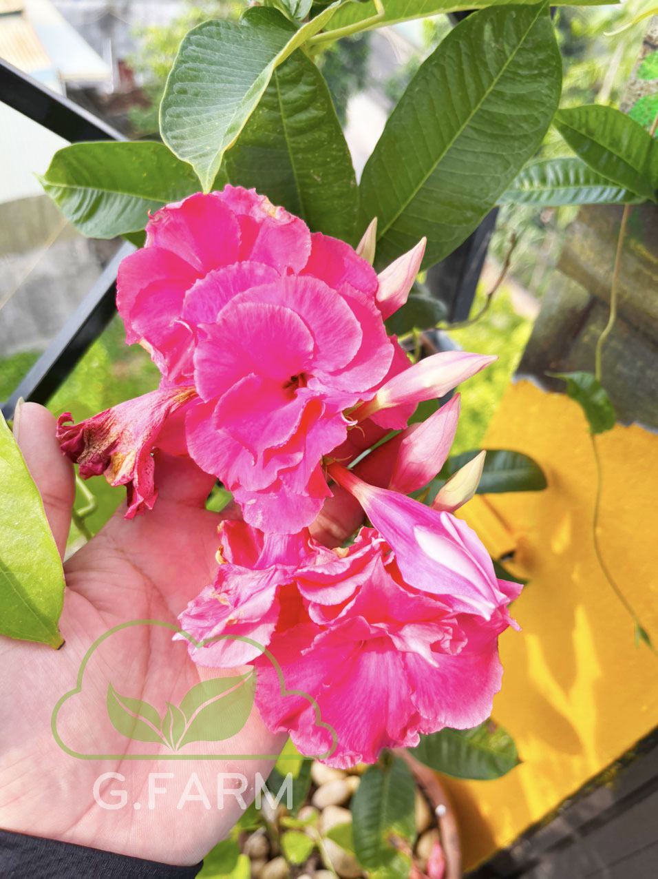 vuon-san-thuong-dep-thang-08.2022