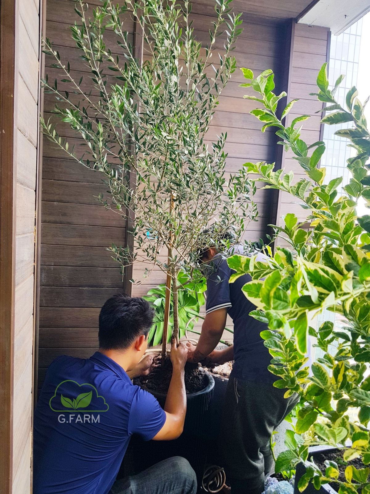 Thiết kế thi công vườn ban công Metropolis Hà Nội