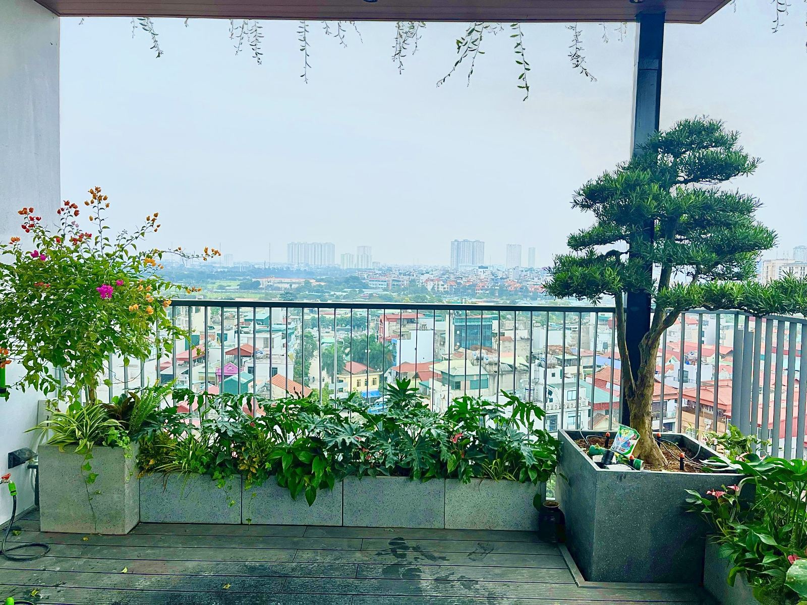 Vườn sân thượng nhỏ chị lan Triều Khúc