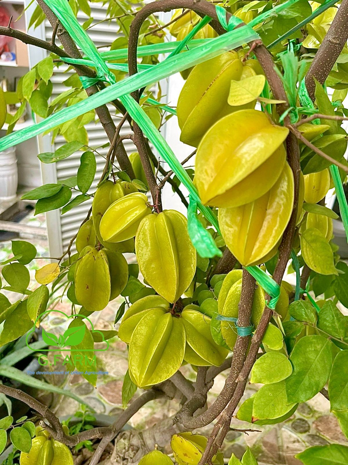 Phân bón siêu dinh dưỡng cho cây trồng chậu