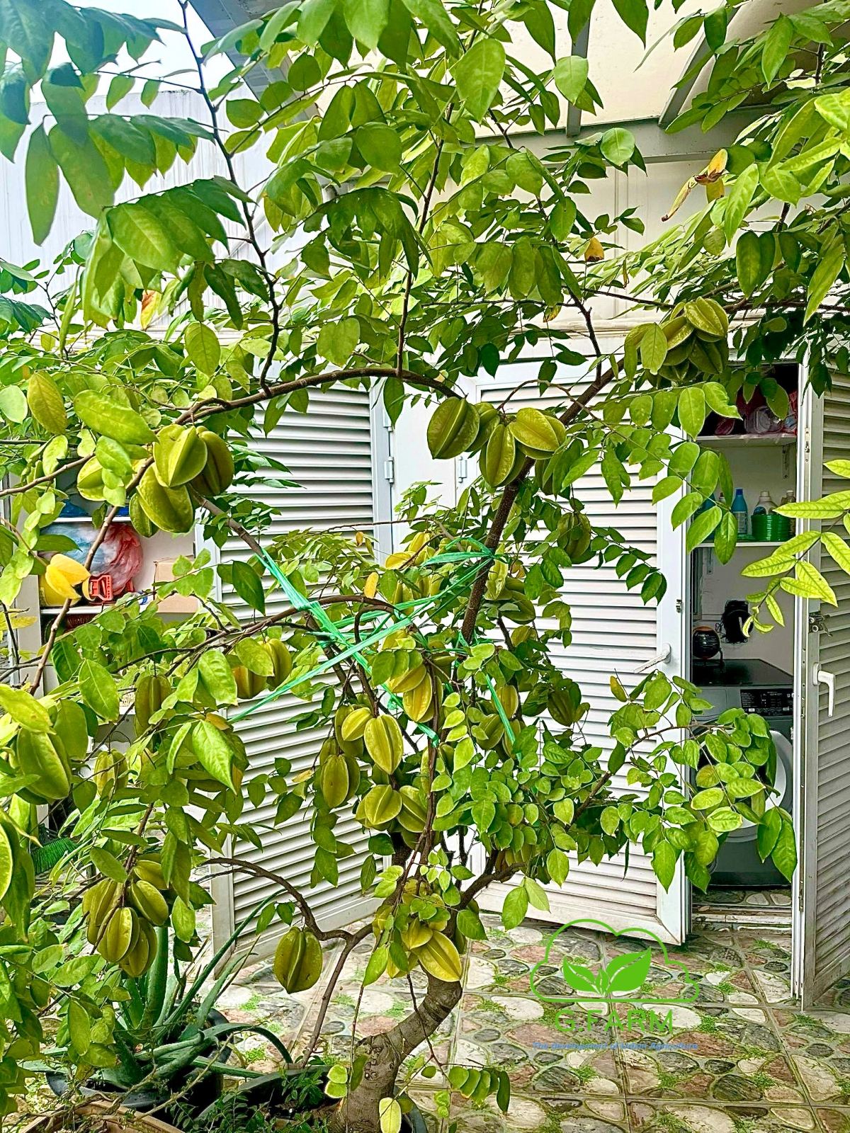Phân bón siêu dinh dưỡng cho cây trồng chậu